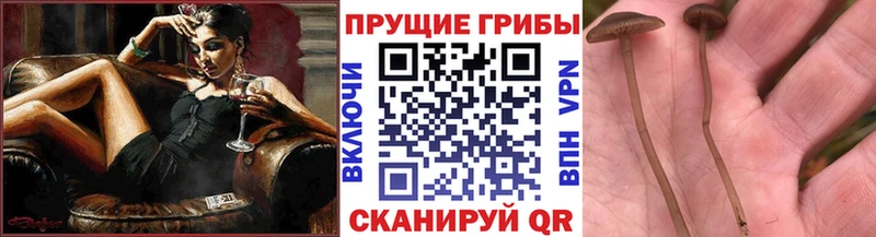 Галлюциногенные грибы Cubensis Сатка